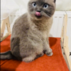 Vantuzlu Ahşap Kedi Yatağı - Kiremit