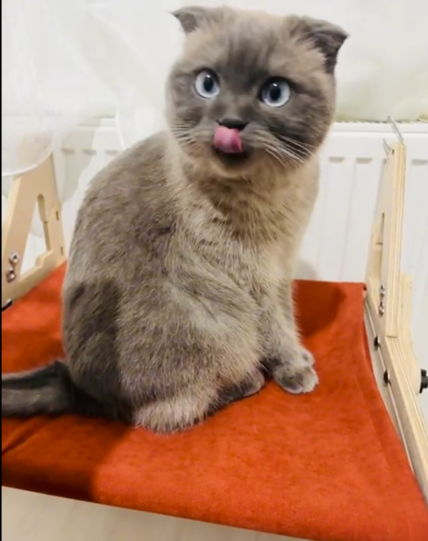 Vantuzlu Ahşap Kedi Yatağı - Kiremit