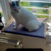 Vantuzlu Ahşap Kedi Yatağı - Kiremit