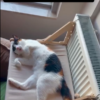 Vantuzlu Ahşap Kedi Yatağı - Kiremit
